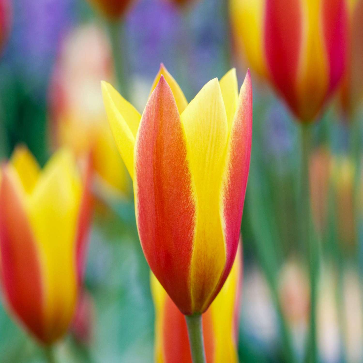 Tulipe botanique 'Tubergens Gem'